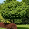 Intratuin Kugelahorn (Acer platanoides 'Globosum') D 33 H 210 cm| Ahorn