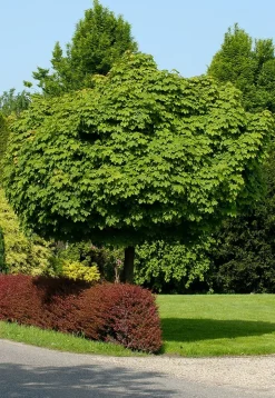 Intratuin Kugelahorn (Acer platanoides 'Globosum') D 33 H 210 cm| Ahorn