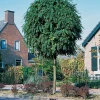 Intratuin Kugelakazie (Robinia Pseudoacacia ‘Umbraculifera’)| Pflanzen Für Schatten