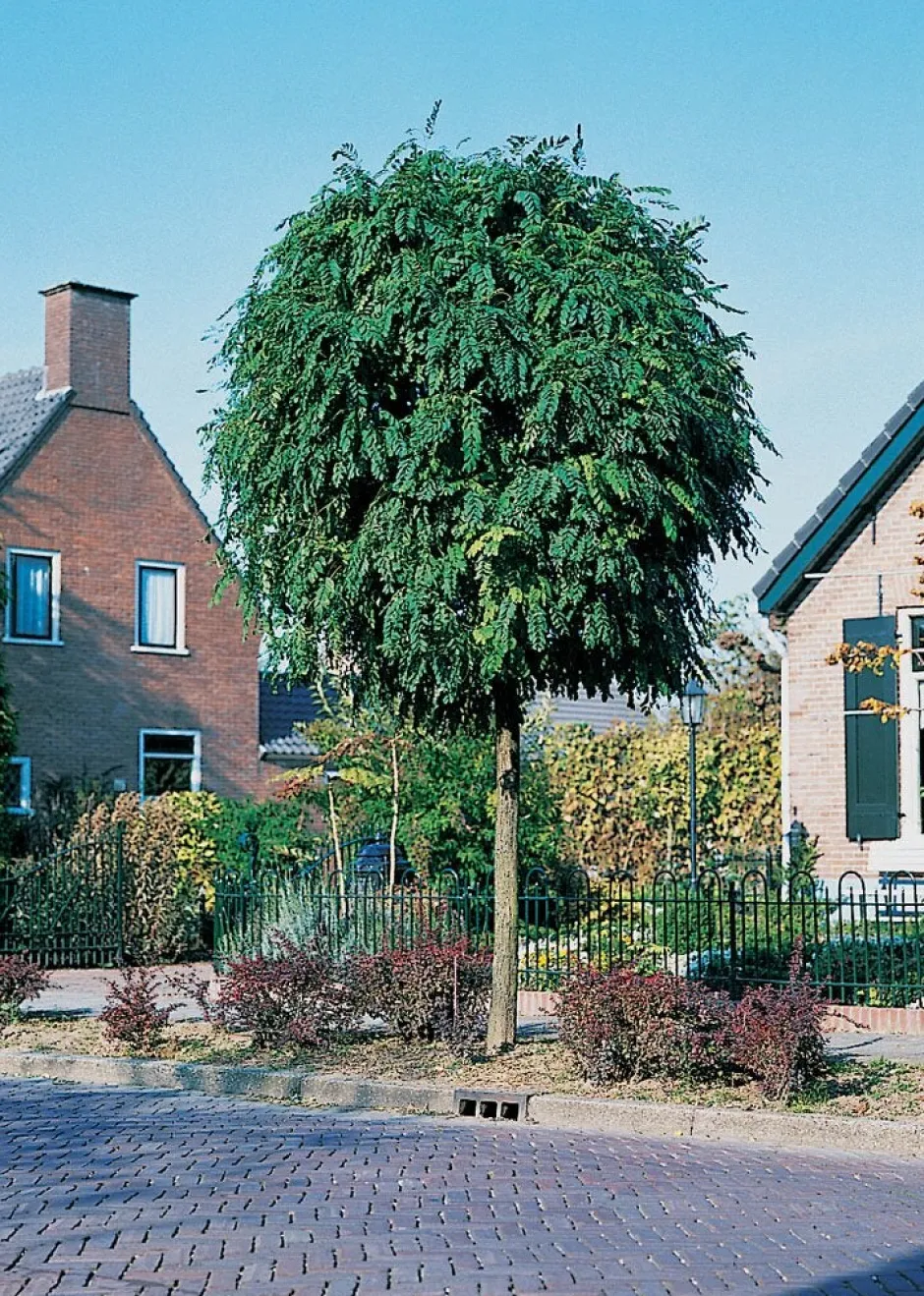 Intratuin Kugelakazie (Robinia Pseudoacacia ‘Umbraculifera’)| Pflanzen Für Schatten
