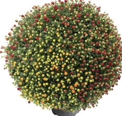 Intratuin Kugel-Chrysantheme (Chrysanthemum 'Carnaval') D 19 H 45 cm| Blühende Pflanzen|Einjährige Pflanzen