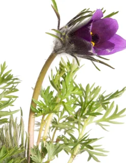 Intratuin Kuhschelle (Pulsatilla vulgaris) D 9 H 5 cm| Mehrjährige Pflanzen