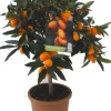 Intratuin Kumquat (Citrus sinensis 'Kumquat') D 20 H 80 cm| Blühende Pflanzen|Obstbäume & -Sträucher