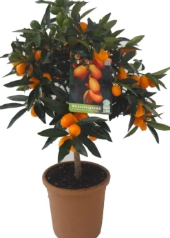 Intratuin Kumquat (Citrus sinensis 'Kumquat') D 20 H 80 cm| Blühende Pflanzen|Obstbäume & -Sträucher