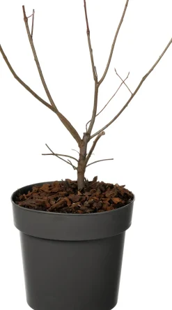 Intratuin Kupfer-Felsenbirne (Amelanchier lamarckii) D 19 H 30 cm| Blühende Pflanzen|Winterharte Pflanzen