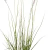 Intratuin Lampenputzergras (Pennisetum alopecuroides 'Hameln') D 17 H 40 cm| Winterharte Pflanzen|Bodendecker