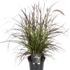Intratuin Lampenputzergras (Pennisetum x advena 'Summer Samba') D 19 H 50 cm| Winterharte Pflanzen|Mehrjährige Pflanzen