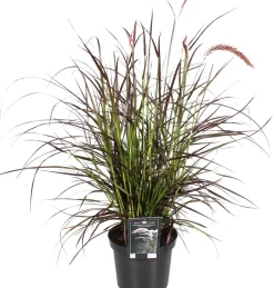 Intratuin Lampenputzergras (Pennisetum x advena 'Summer Samba') D 19 H 50 cm| Winterharte Pflanzen|Mehrjährige Pflanzen