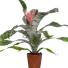 Intratuin Lanzenrosette (Aechmea 'Primera') D 15 cm H 60 cm| Blühende Zimmerpflanzen|Bromelien