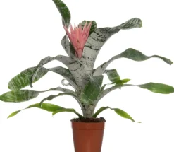 Intratuin Lanzenrosette (Aechmea 'Primera') D 15 cm H 60 cm| Blühende Zimmerpflanzen|Bromelien