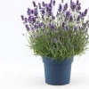 Intratuin Lavendel (Lavandula angustifolia 'Felice Premium Provence') D 19 H 45 cm| Immergrüne Pflanzen|Mehrjährige Pflanzen