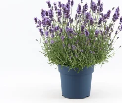 Intratuin Lavendel (Lavandula angustifolia 'Felice Premium Provence') D 19 H 45 cm| Immergrüne Pflanzen|Mehrjährige Pflanzen
