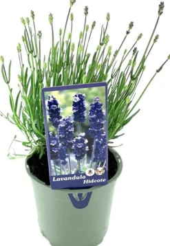 Intratuin Lavendel (Lavandula angustifolia 'Hidcote') D 13 H 15 cm| Blühende Pflanzen|Immergrüne Pflanzen