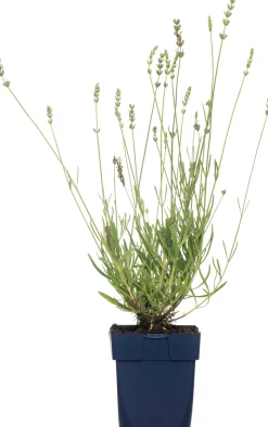 Intratuin Lavendel (Lavandula Angustifolia 'Edelweiss')| Blühende Pflanzen|Immergrüne Pflanzen