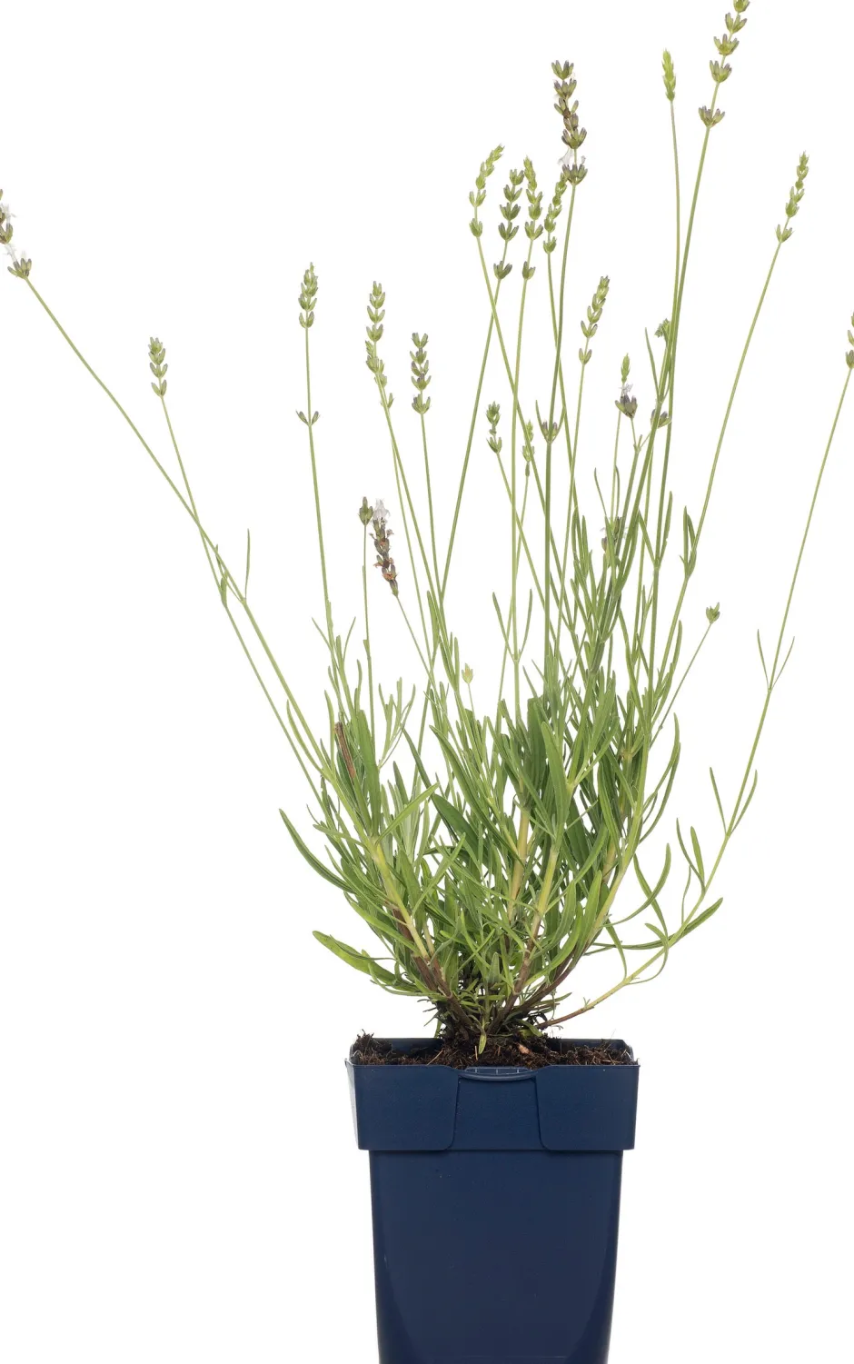 Intratuin Lavendel (Lavandula Angustifolia 'Edelweiss')| Blühende Pflanzen|Immergrüne Pflanzen