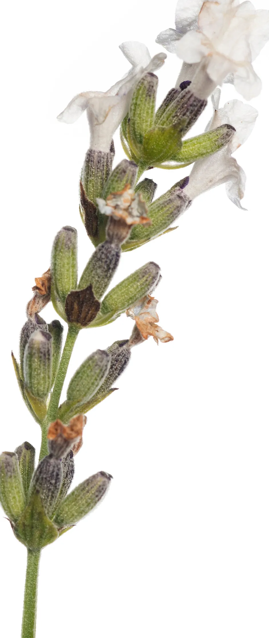 Intratuin Lavendel (Lavandula Angustifolia 'Edelweiss')| Blühende Pflanzen|Immergrüne Pflanzen