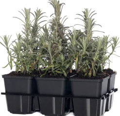 Intratuin Lavendel (Lavandula angustifolia) D 9 H 10 cm 6 Pflanzen| Immergrüne Pflanzen|Mehrjährige Pflanzen