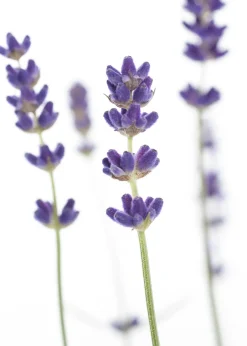 Intratuin Lavendel (Lavandula angustifolia) D 9 H 10 cm 6 Pflanzen| Immergrüne Pflanzen|Mehrjährige Pflanzen