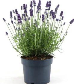 Intratuin Lavendel (Lavandula angustifolia 'Felice Premium') D 15 H 30 cm| Blühende Pflanzen|Immergrüne Pflanzen