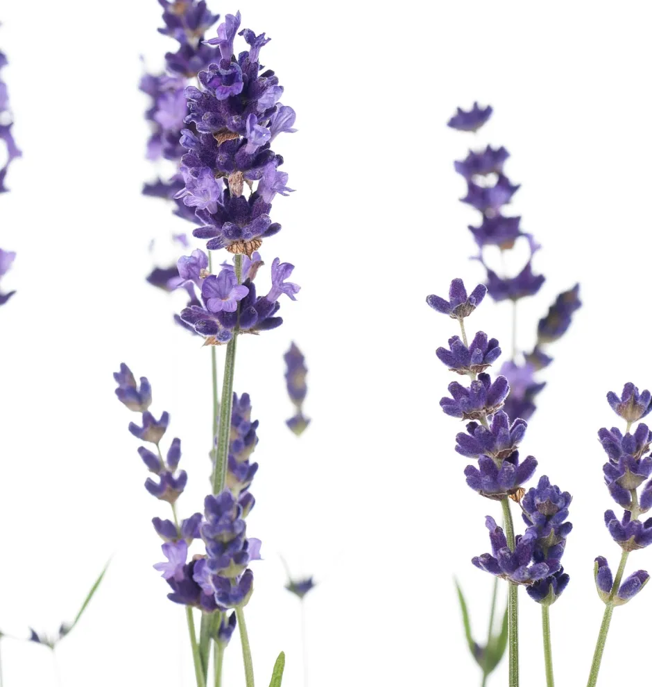 Intratuin Lavendel (Lavendula angustifolia 'Hidcote') D 13 H 20 cm| Blühende Pflanzen|Immergrüne Pflanzen