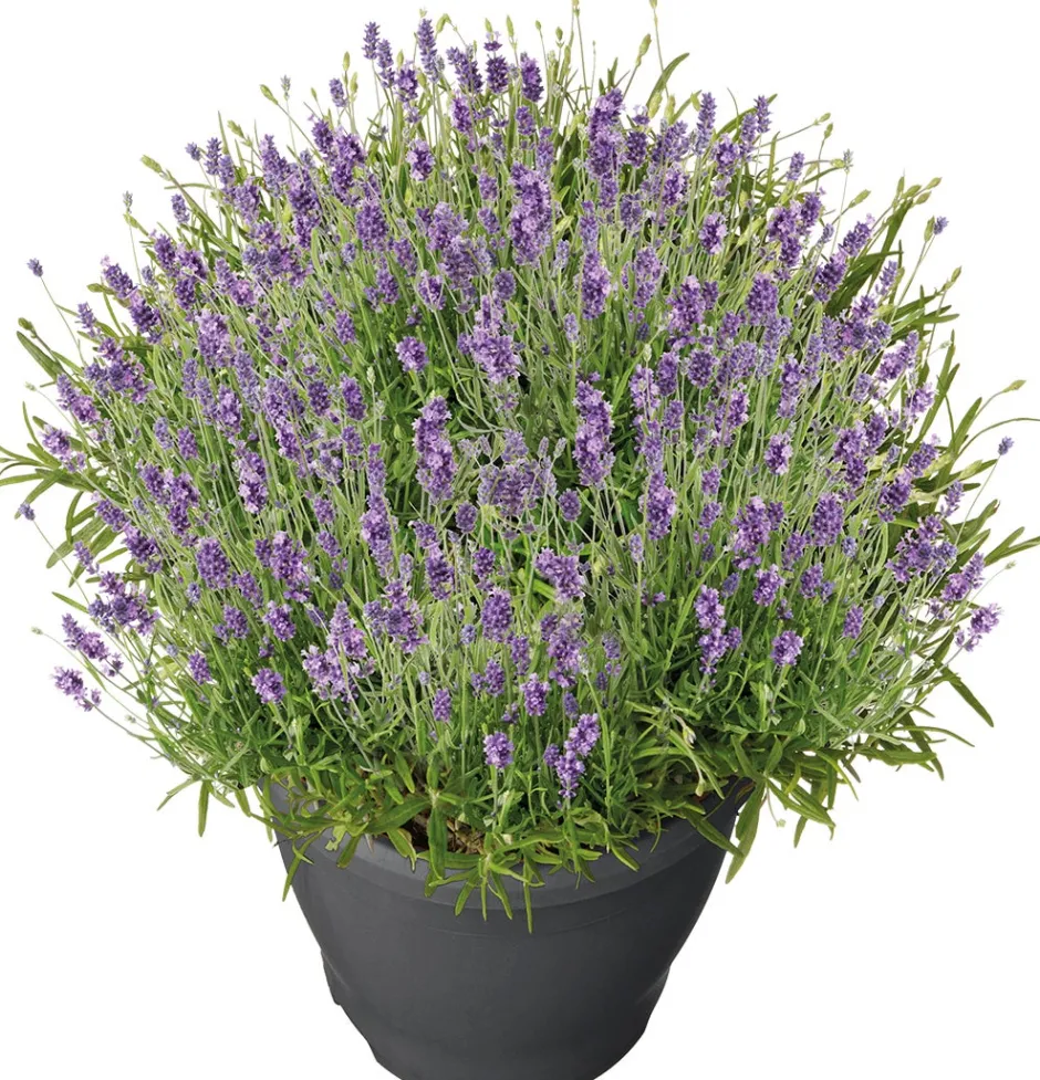 Intratuin Lavendel (Lavendula angustifolia 'Essence Purple') D 26 H 50 cm| Blühende Pflanzen|Immergrüne Pflanzen