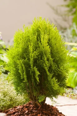 Intratuin Lebensbaum (Platycladus orientalis Aurea Nana)| Lebensbaum