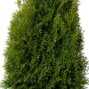 Intratuin Lebensbaum (Thuja occidentalis 'Smaragd') D 21 H 70 cm| Immergrüne Pflanzen|Winterharte Pflanzen