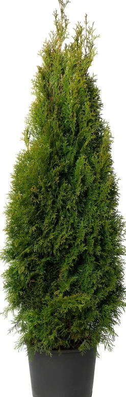 Intratuin Lebensbaum (Thuja occidentalis 'Smaragd') D 21 H 70 cm| Immergrüne Pflanzen|Winterharte Pflanzen