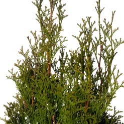 Intratuin Lebensbaum (Thuja occidentalis 'Smaragd') D 21 H 70 cm| Immergrüne Pflanzen|Winterharte Pflanzen