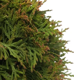 Intratuin Lebensbaum (Thuja occidentalis 'Danica') D 17 H 15 cm| Heckenpflanzen|Immergrüne Pflanzen