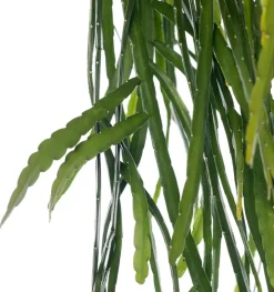 Intratuin Lepismium (Lepismium bolivianum) D 21 H 55 cm| Für Sonne|Kakteen & Sukkulenten