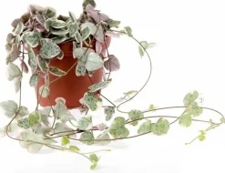 Intratuin Leuchterblume (Ceropegia woodii 'Variegata') D 8 H 15 cm| Kleine Zimmerpflanzen|Grünpflanzen