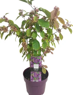 Intratuin Liebesperlenstrauch (Callicarpa bodinieri 'Profusion') D 19 H 60 cm| Blühende Pflanzen|Winterharte Pflanzen