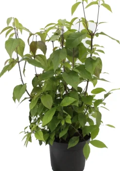 Intratuin Liebesperlenstrauch (Callicarpa bodinieri 'Autumn Glory') D 21 H 60 cm| Blühende Pflanzen|Winterharte Pflanzen