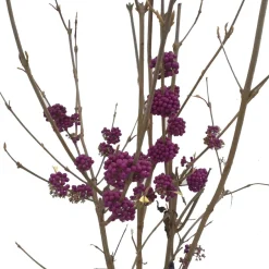 Intratuin Liebesperlenstrauch (Callicarpa bodinieri 'Autumn Glory') D 21 H 60 cm| Blühende Pflanzen|Winterharte Pflanzen