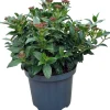 Intratuin Lorbeer-Schneeball (Viburnum tinus) D 23 H 30 cm| Winterharte Pflanzen|Viburnum