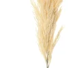 Intratuin Louis Maes Kunstzweig Pampasgras 90 cm creme| Künstliche Deko-Zweige