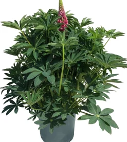 Intratuin Lupine (Lupinus arcticus 'Gallery') D 19 H 50 cm| Blühende Pflanzen|Winterharte Pflanzen