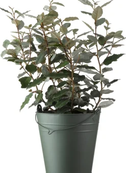 Intratuin Ölweide (Elaeagnus ebbingei 'Compacta') D 19 H 50 cm| Heckenpflanzen|Immergrüne Pflanzen
