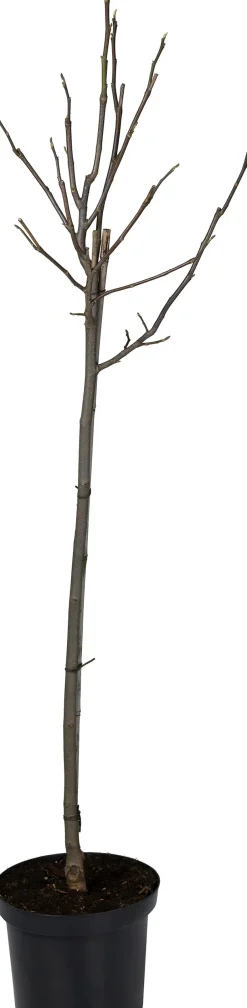 Intratuin Magnolie (Magnolia 'Galaxy') D 27 H 80 cm| Blühende Pflanzen|Winterharte Pflanzen