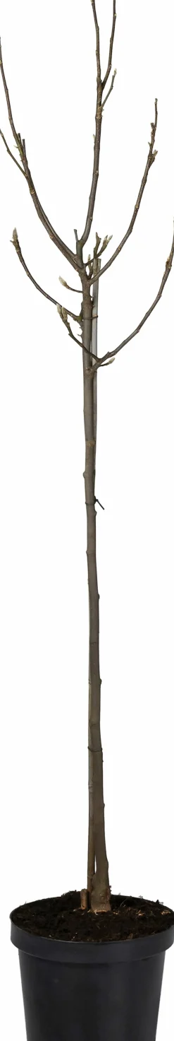 Intratuin Magnolie (Magnolia soulangeana 'Susan') D 27 H 90 cm| Blühende Pflanzen|Winterharte Pflanzen