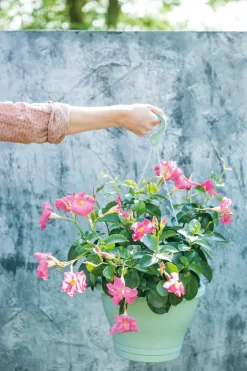 Intratuin Mandevilla Ampel (Dipladenia 'Sundaville') rosa D 23 H 40 cm| Einjährige Pflanzen|Dipladenia