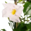 Intratuin Mandevilla Pyramide (Dipladenia 'Jade White') D 17 H 70 cm| Blühende Pflanzen|Einjährige Pflanzen