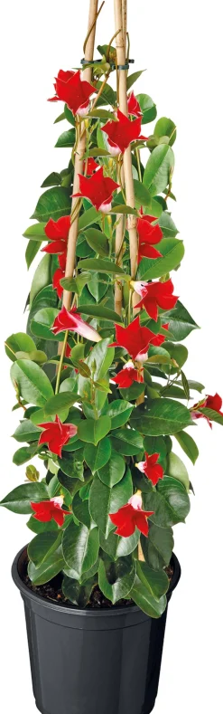 Intratuin Mandevilla Pyramide (Dipladenia 'Sundaville') rot D 17 H 70 cm| Blühende Pflanzen|Einjährige Pflanzen