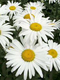 Intratuin Margerite (Leucanthemum superbum 'Silberprinzesschen') D 9 H 5 cm| Mehrjährige Pflanzen|Margerite