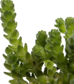 Intratuin Mauerpfeffer (Sedum acre) D 9 H 5 cm| Mehrjährige Pflanzen|Fetthenne