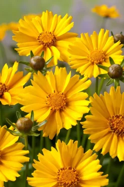 Intratuin Mädchenauge (Coreopsis Grandiflora 'Sonnenkind')| Mehrjährige Pflanzen|Blühende Pflanzen