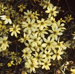 Intratuin Mädchenauge (Coreopsis verticillata 'Moonbeam') D 11 H 5 cm| Blühende Pflanzen|Mehrjährige Pflanzen