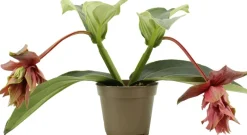 Intratuin Medinilla (Medinilla magnifica 'Dolce Rossa') D 14 H 30 cm| Blühende Zimmerpflanzen|Medinille