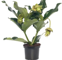 Intratuin Medinille (Medinilla magnifica) D 17 H 50 cm| Blühende Zimmerpflanzen|Medinille